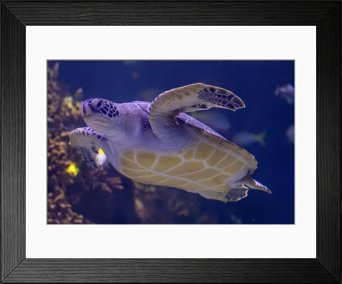 Framed Print : Graceful Green Sea Turtle Gliding Through Ocean Depths Framed Print : Graceful Green Sea Turtle Gliding Through Ocean Depths