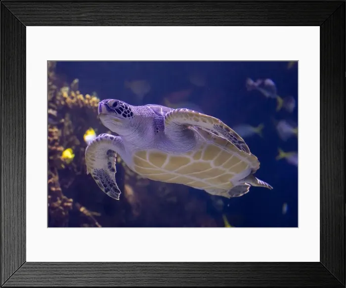 Framed Print : Graceful Green Sea Turtle Gliding Through Ocean Depths