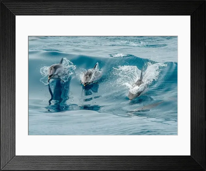 Framed Print : Happy striped dolphin jumping outside the sea Framed Print : Happy striped dolphin jumping outside the sea