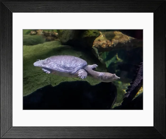 Framed Print : The Chinese softshell turtle (Pelodiscus sinensis) in the water Framed Print : The Chinese softshell turtle (Pelodiscus sinensis) in the water