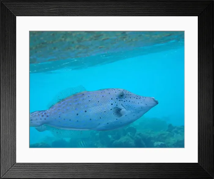 Framed Print : Underwater photography of a Broomtail filefish (Aluterus scriptus) in tropical waters, Bonaire, Caribbean Netherlands Framed Print : Underwater photography of a Broomtail filefish (Aluterus scriptus) in tropical waters, Bonaire, Caribbean Netherlands