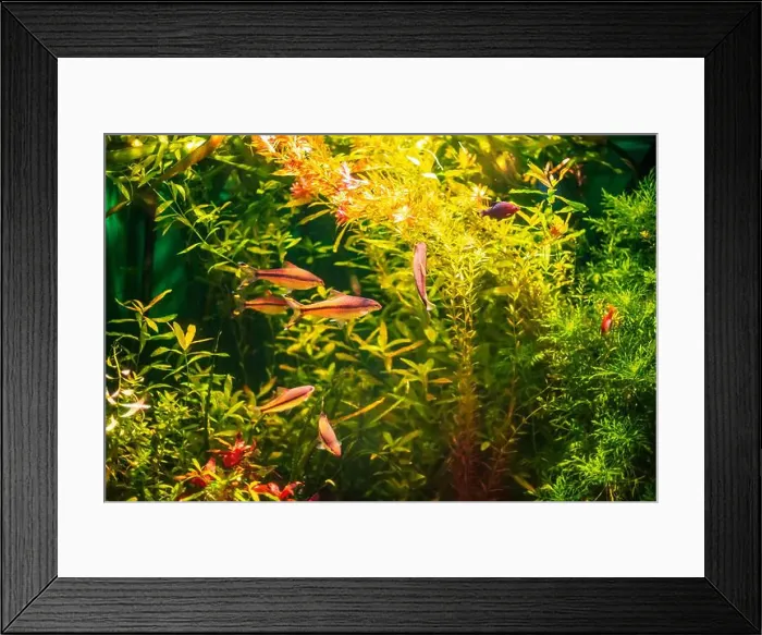 Framed Print : Tropical marine fish in natural habitat. Oceanarium, wildlife, colorful underwater world, aquarium Framed Print : Tropical marine fish in natural habitat. Oceanarium, wildlife, colorful underwater world, aquarium