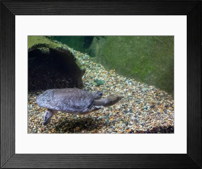 Framed Print : The Chinese softshell turtle (Pelodiscus sinensis) in the water Framed Print : The Chinese softshell turtle (Pelodiscus sinensis) in the water