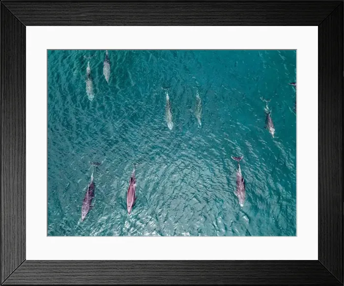 Framed Print : A playful pod of dolphins aerial shot in Cortez sea, Baja California Sur Mexico drone view Framed Print : A playful pod of dolphins aerial shot in Cortez sea, Baja California Sur Mexico drone view