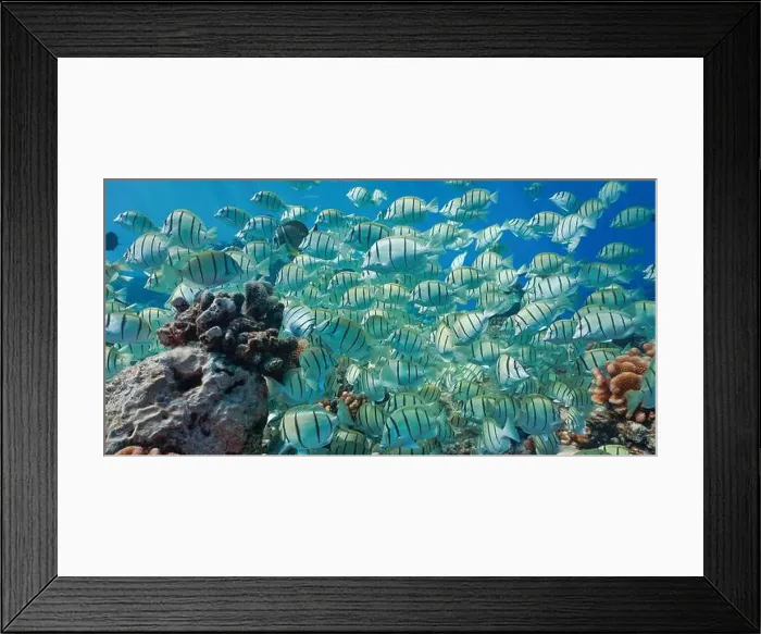 Framed Print : Shoal of fish convict surgeonfish on a reef underwater in the Pacific ocean, natural scene, French Polynesia Framed Print : Shoal of fish convict surgeonfish on a reef underwater in the Pacific ocean, natural scene, French Polynesia