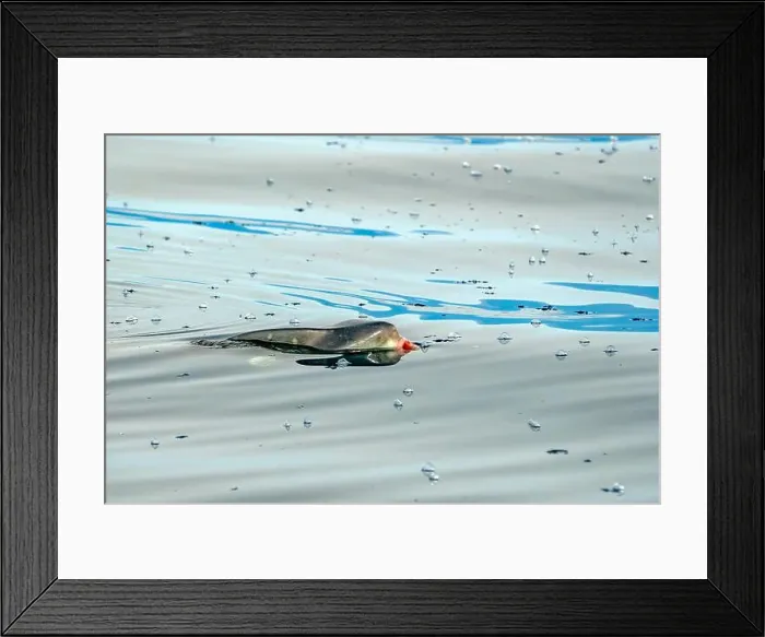 Framed Print : A Mola mola sun fish on sea surface while eating velella jellyfish Framed Print : A Mola mola sun fish on sea surface while eating velella jellyfish