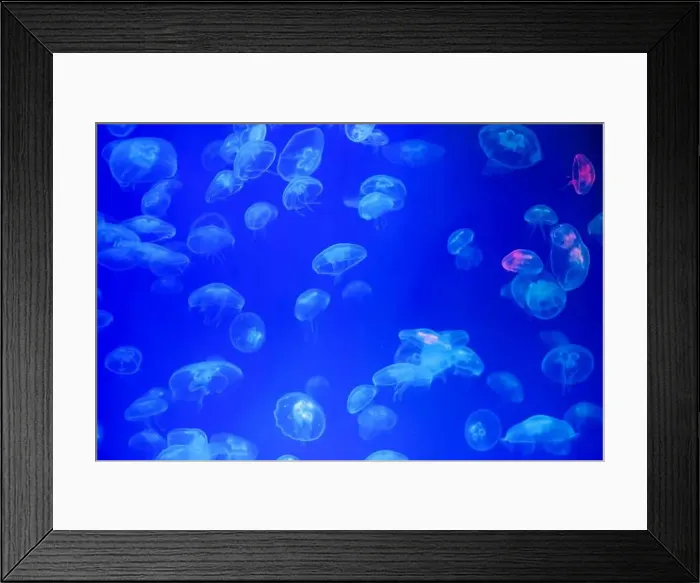 Framed Print : Jellyfish in their natural habitat. Oceanarium, wildlife, colorful underwater world, natural background Framed Print : Jellyfish in their natural habitat. Oceanarium, wildlife, colorful underwater world, natural background