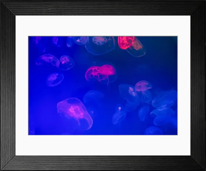 Framed Print : Jellyfish in their natural habitat