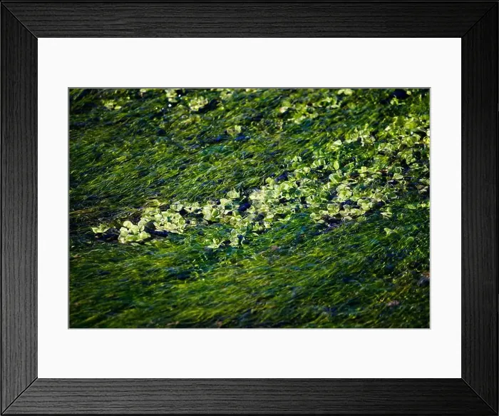 Framed Print : Algae under the water of the river El Jardin Framed Print : Algae under the water of the river El Jardin