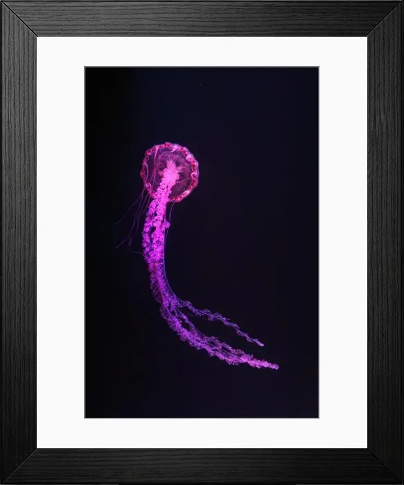 Framed Print : Purple striped Jellyfish, Chrysaora colorata swimming in dark water of aquarium tank illuminated with pink neon light Framed Print : Purple striped Jellyfish, Chrysaora colorata swimming in dark water of aquarium tank illuminated with pink neon light