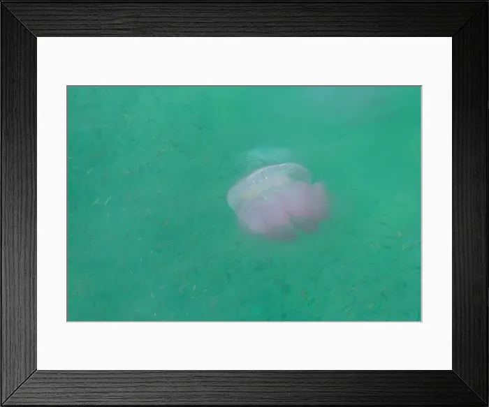 Framed Print : A pink jellyfish floats amongst a school of small fish in a green sea, showcasing the diversity of marine ecosystems Framed Print : A pink jellyfish floats amongst a school of small fish in a green sea, showcasing the diversity of marine ecosystems