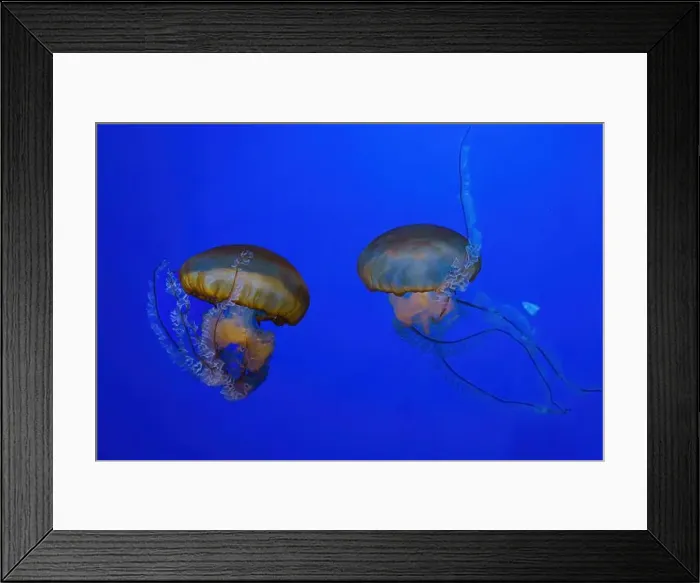 Framed Print : Pacific sea nettle, Orange jellyfish or Chrysaora fuscescens swimming in blue water of aquarium tank Framed Print : Pacific sea nettle, Orange jellyfish or Chrysaora fuscescens swimming in blue water of aquarium tank
