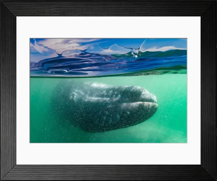 Framed Print : An over-under photo (split shot) of a Gray whale (Eschrichtius robustus) in San Ignacio Lagoon Framed Print : An over-under photo (split shot) of a Gray whale (Eschrichtius robustus) in San Ignacio Lagoon