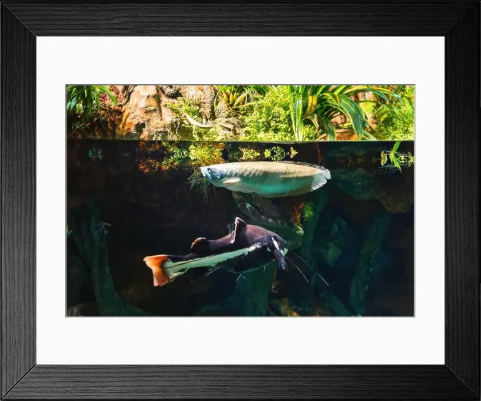 Framed Print : Tropical marine fish in natural habitat. Oceanarium, wildlife, colorful underwater world, aquarium Framed Print : Tropical marine fish in natural habitat. Oceanarium, wildlife, colorful underwater world, aquarium