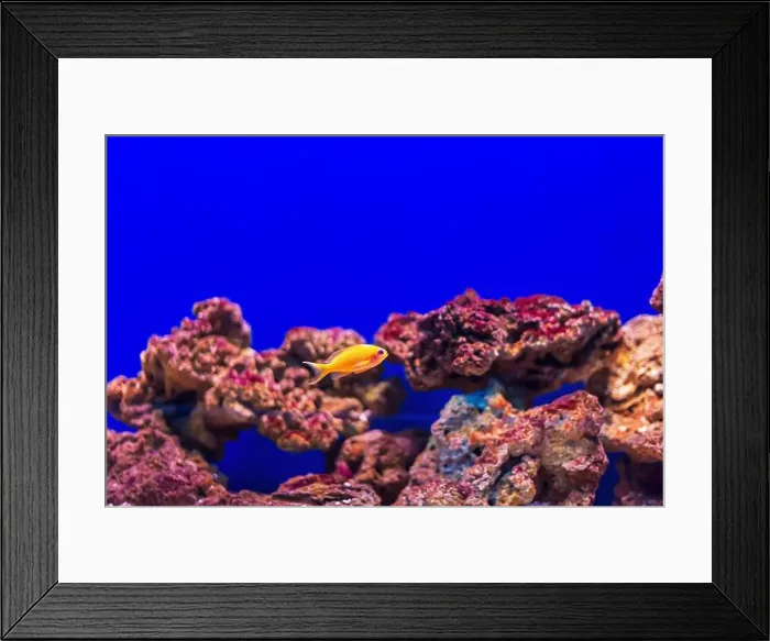 Framed Print : Tropical marine fish on a coral reef. Oceanarium, wildlife, colorful underwater world, aquarium Framed Print : Tropical marine fish on a coral reef. Oceanarium, wildlife, colorful underwater world, aquarium