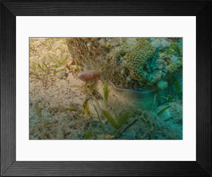 Framed Print : Moray eel Mooray lycodontis undulatus in the Red Sea, Eilat Israel Framed Print : Moray eel Mooray lycodontis undulatus in the Red Sea, Eilat Israel