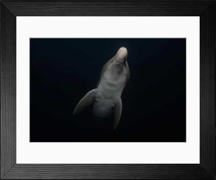 Framed Print : Dolphin swimming in the Red Sea, Eilat Israel Framed Print : Dolphin swimming in the Red Sea, Eilat Israel