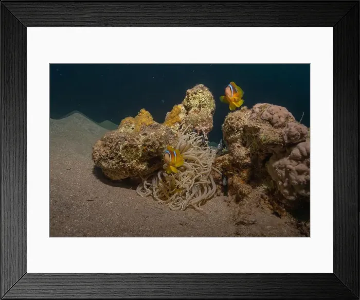 Framed Print : Coral reef and water plants in the Red Sea, Eilat Israel Framed Print : Coral reef and water plants in the Red Sea, Eilat Israel