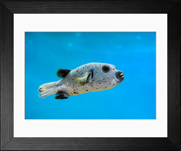 Framed Print : Blackspotted Puffer fish (Arothron nigropunctatus) / Dog-faced Puffer Framed Print : Blackspotted Puffer fish (Arothron nigropunctatus) / Dog-faced Puffer