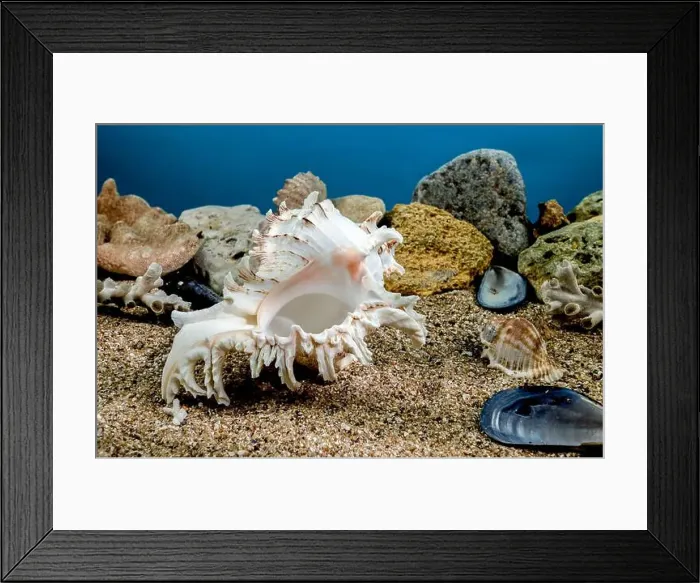 Framed Print : White Chicoreus Ramosus Murex seashell on a sand underwater Framed Print : White Chicoreus Ramosus Murex seashell on a sand underwater