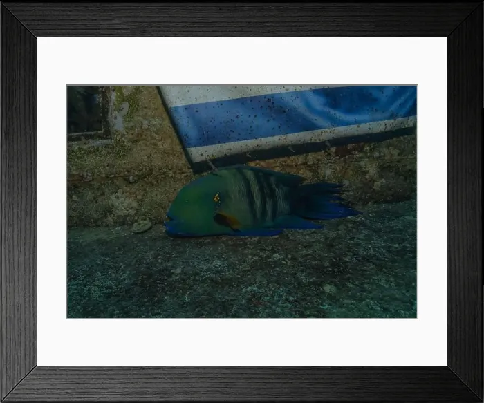 Framed Print : Fish swimming in the Red Sea, colorful fish, Eilat Israel Framed Print : Fish swimming in the Red Sea, colorful fish, Eilat Israel