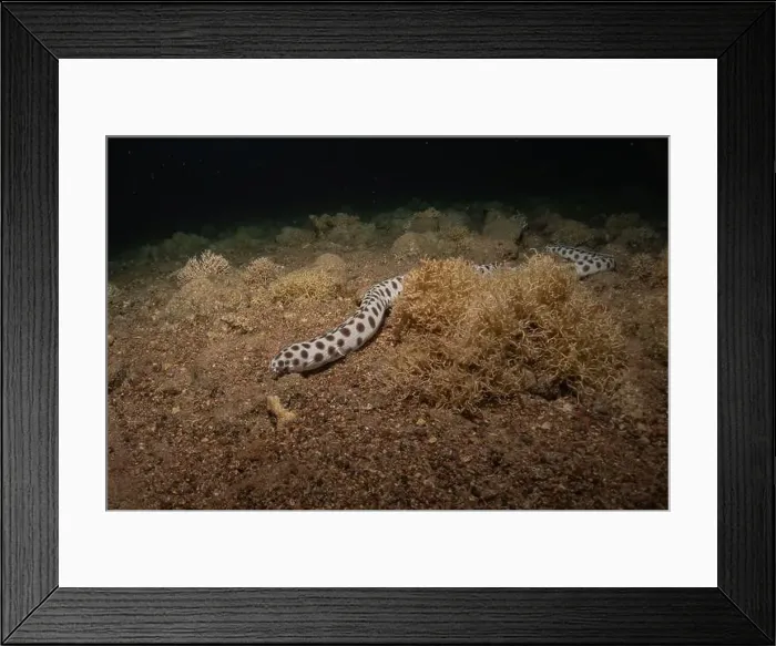 Framed Print : Tiger Snake Eel in the Red Sea Colorful and beautiful, Eilat Israel Framed Print : Tiger Snake Eel in the Red Sea Colorful and beautiful, Eilat Israel
