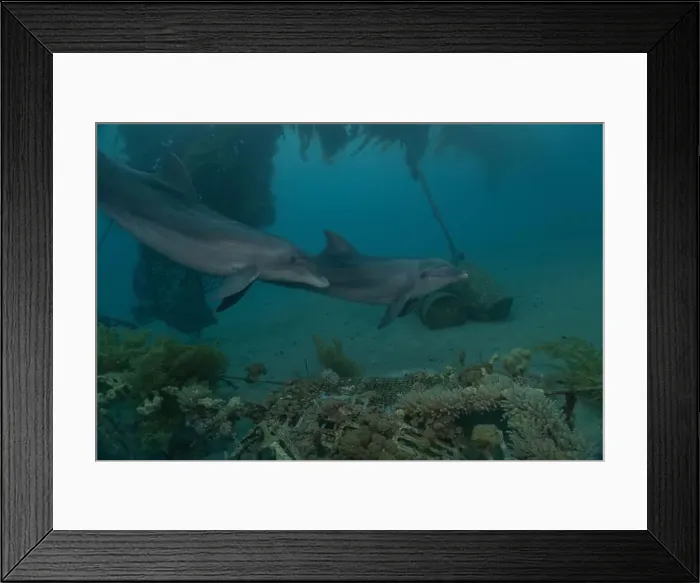 Framed Print : Dolphin swimming in the Red Sea, Eilat Israel Framed Print : Dolphin swimming in the Red Sea, Eilat Israel