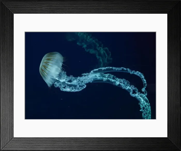 Framed Print : Jellifish South american sea nettle Framed Print : Jellifish South american sea nettle