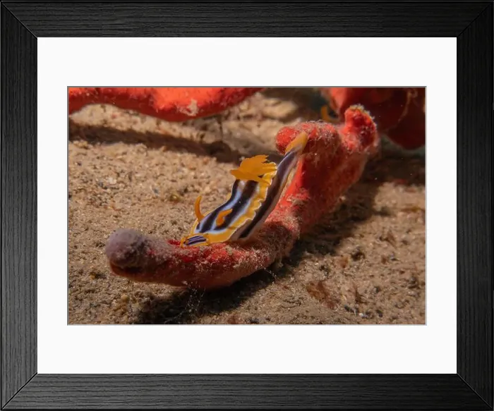 Framed Print : Sea Slug in the Red Sea Colorful and beautiful, Eilat Israel Framed Print : Sea Slug in the Red Sea Colorful and beautiful, Eilat Israel