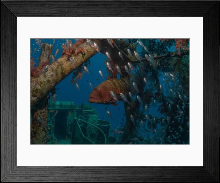 Framed Print : Fish swimming in the Red Sea, colorful fish, Eilat Israel Framed Print : Fish swimming in the Red Sea, colorful fish, Eilat Israel