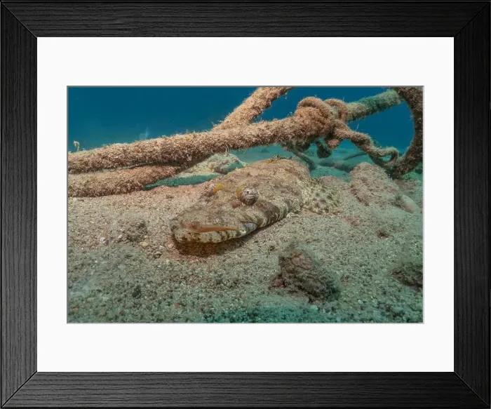 Framed Print : Fish swimming in the Red Sea, colorful fish, Eilat Israel Framed Print : Fish swimming in the Red Sea, colorful fish, Eilat Israel