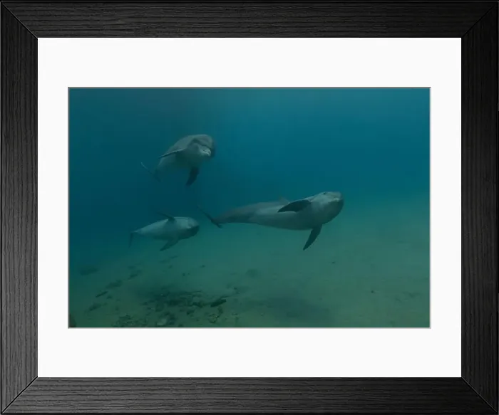 Framed Print : Dolphin swimming in the Red Sea, Eilat Israel Framed Print : Dolphin swimming in the Red Sea, Eilat Israel