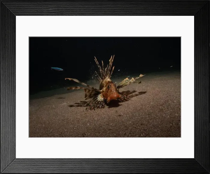 Framed Print : Lionfish in the Red Sea colorful fish, Eilat Israel Framed Print : Lionfish in the Red Sea colorful fish, Eilat Israel