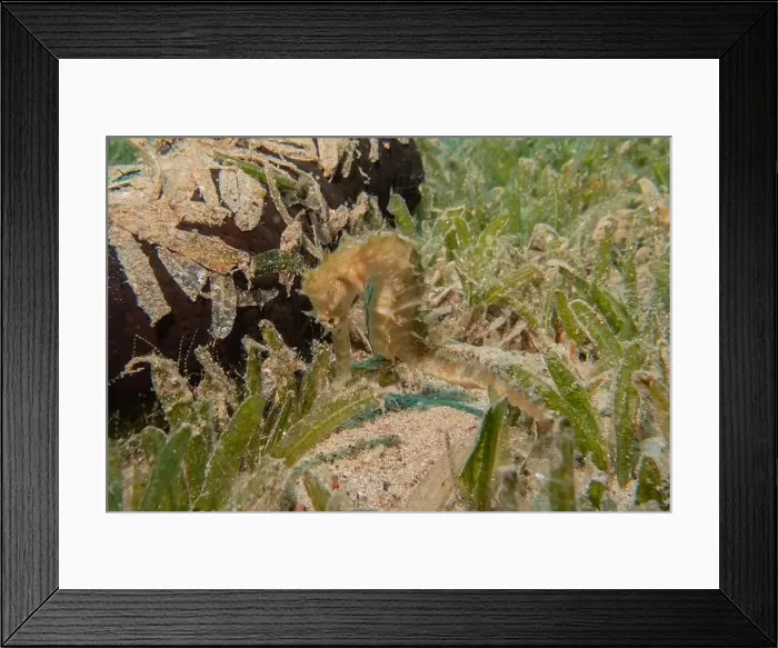 Framed Print : Sea Horse in the Red Sea Colorful and beautiful, Eilat Israel Framed Print : Sea Horse in the Red Sea Colorful and beautiful, Eilat Israel