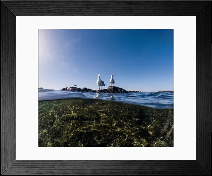 Framed Print : Above and below water shot of two seagulls standing on coastal rocks Framed Print : Above and below water shot of two seagulls standing on coastal rocks