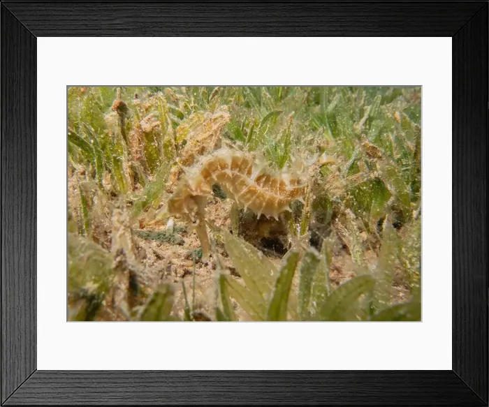 Framed Print : Sea Horse in the Red Sea Colorful and beautiful, Eilat Israel Framed Print : Sea Horse in the Red Sea Colorful and beautiful, Eilat Israel