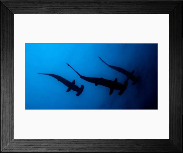 Framed Print : Scalloped Hammerhead Silouette Framed Print : Scalloped Hammerhead Silouette