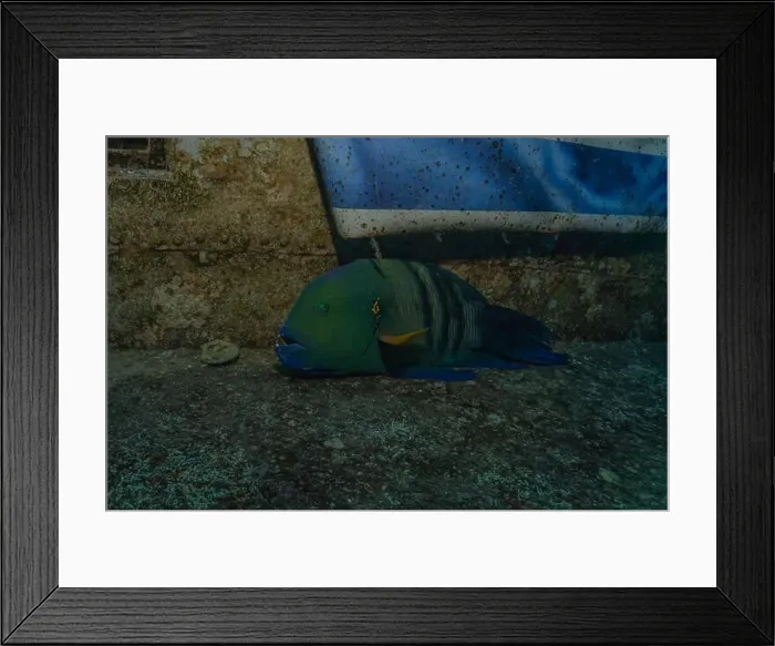 Framed Print : Fish swimming in the Red Sea, colorful fish, Eilat Israel Framed Print : Fish swimming in the Red Sea, colorful fish, Eilat Israel