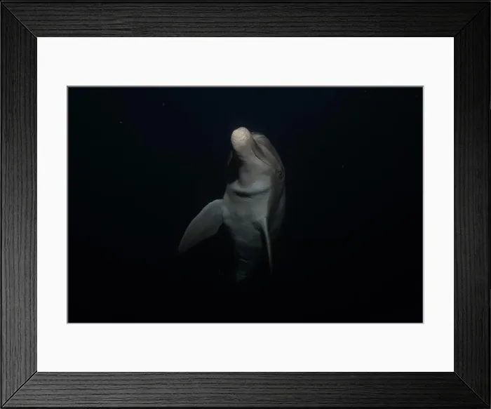Framed Print : Dolphin swimming in the Red Sea, Eilat Israel Framed Print : Dolphin swimming in the Red Sea, Eilat Israel