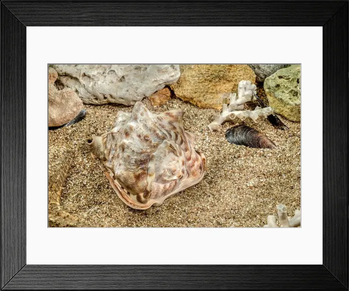 Framed Print : Caribbean King Helmet sea snail shell Cassis Tuberosa on a sand underwater Framed Print : Caribbean King Helmet sea snail shell Cassis Tuberosa on a sand underwater