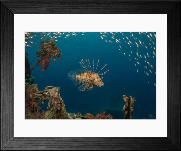 Framed Print : Lionfish in the Red Sea colorful fish, Eilat Israel Framed Print : Lionfish in the Red Sea colorful fish, Eilat Israel