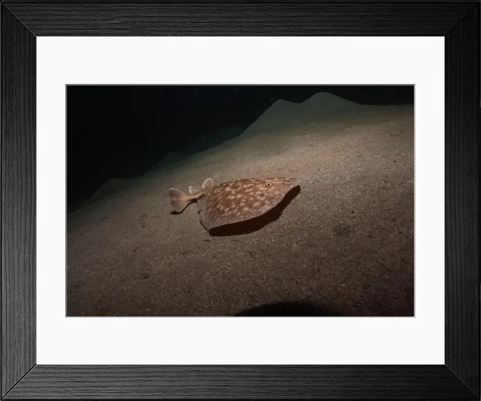Framed Print : Torpedo sinuspersici On the seabed in the Red Sea, Israel Framed Print : Torpedo sinuspersici On the seabed in the Red Sea, Israel