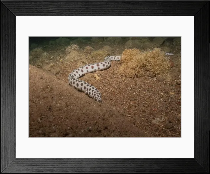Framed Print : Tiger Snake Eel in the Red Sea Colorful and beautiful, Eilat Israel