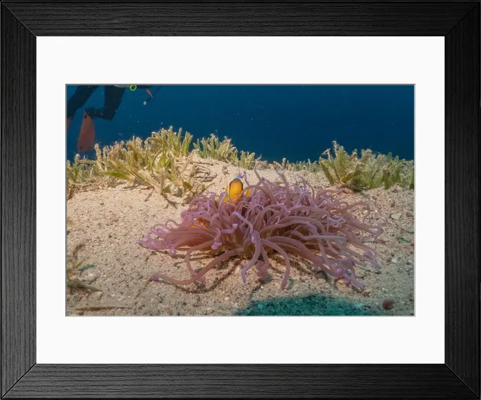 Framed Print : Coral reef and water plants in the Red Sea, Eilat Israel