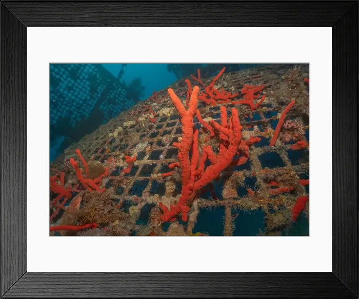 Framed Print : Coral reef and water plants in the Red Sea, Eilat Israel