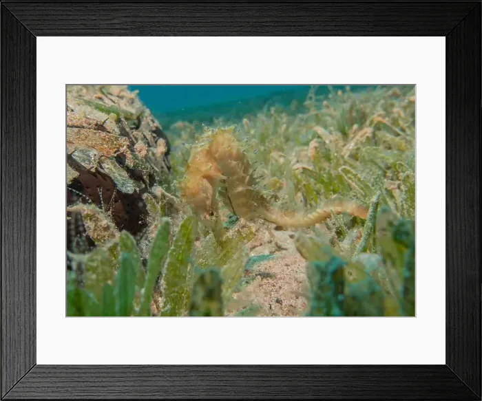 Framed Print : Sea Horse in the Red Sea Colorful and beautiful, Eilat Israel Framed Print : Sea Horse in the Red Sea Colorful and beautiful, Eilat Israel