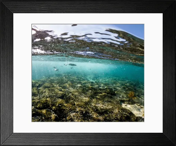 Framed Print : Fish swim in the clear, sunlit waters near the rocky seabed