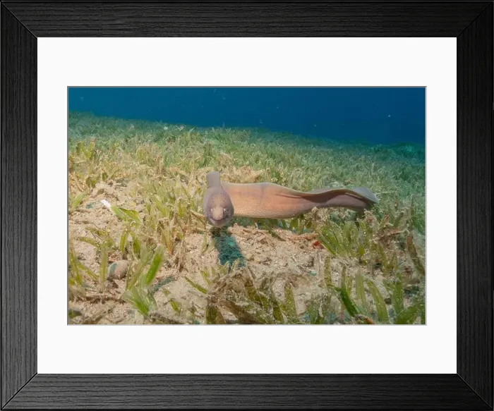 Framed Print : Moray eel Mooray lycodontis undulatus in the Red Sea, Eilat Israel Framed Print : Moray eel Mooray lycodontis undulatus in the Red Sea, Eilat Israel