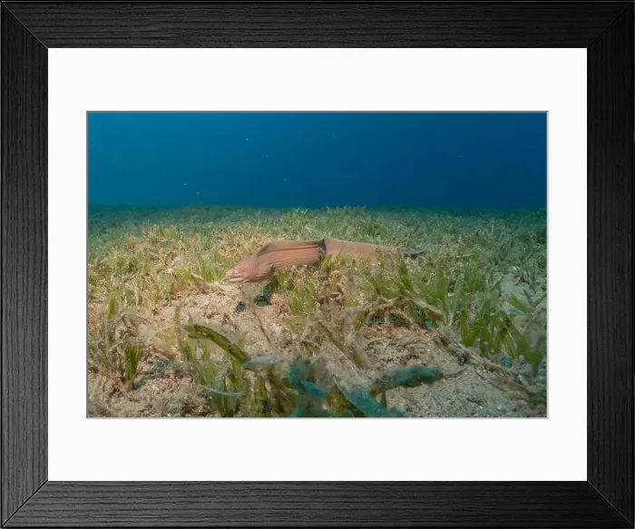 Framed Print : Moray eel Mooray lycodontis undulatus in the Red Sea, Eilat Israel Framed Print : Moray eel Mooray lycodontis undulatus in the Red Sea, Eilat Israel