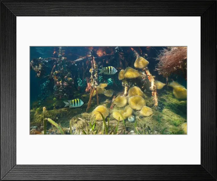 Framed Print : Marine life underwater in the mangrove roots with sea anemones and fish Framed Print : Marine life underwater in the mangrove roots with sea anemones and fish